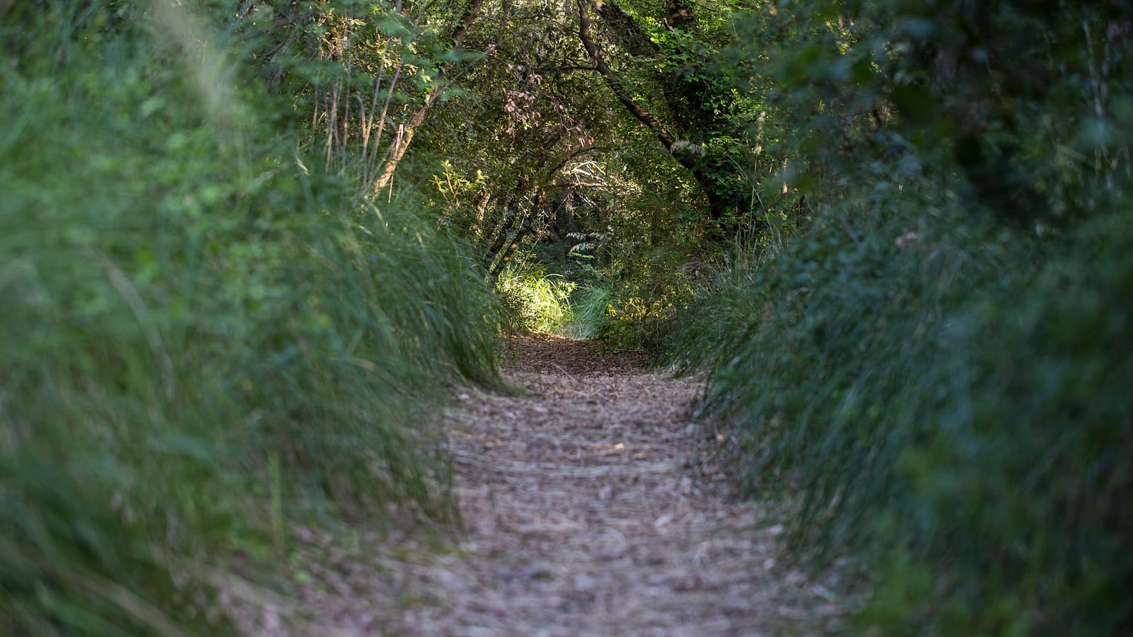 Riserva Naturale Regionale Lecceta di Torino di Sangro — foto 1